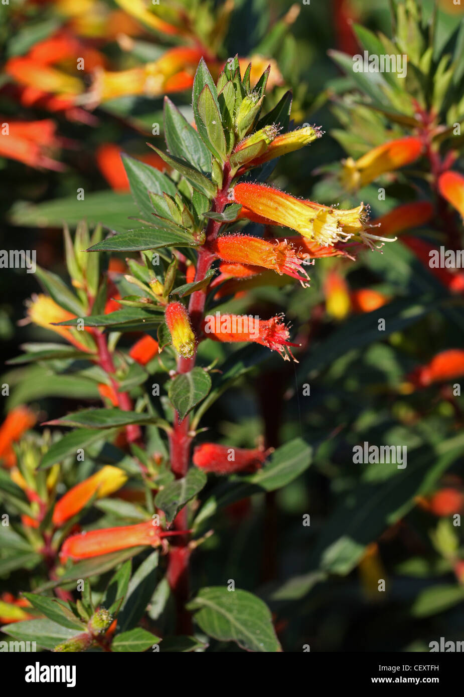 Candy pianta di mais, Cuphea melvilla, Lythraceae. Sud America. Nativo di paludi in Guayana, e a Fort Zelanda, Isola di Esseque Foto Stock