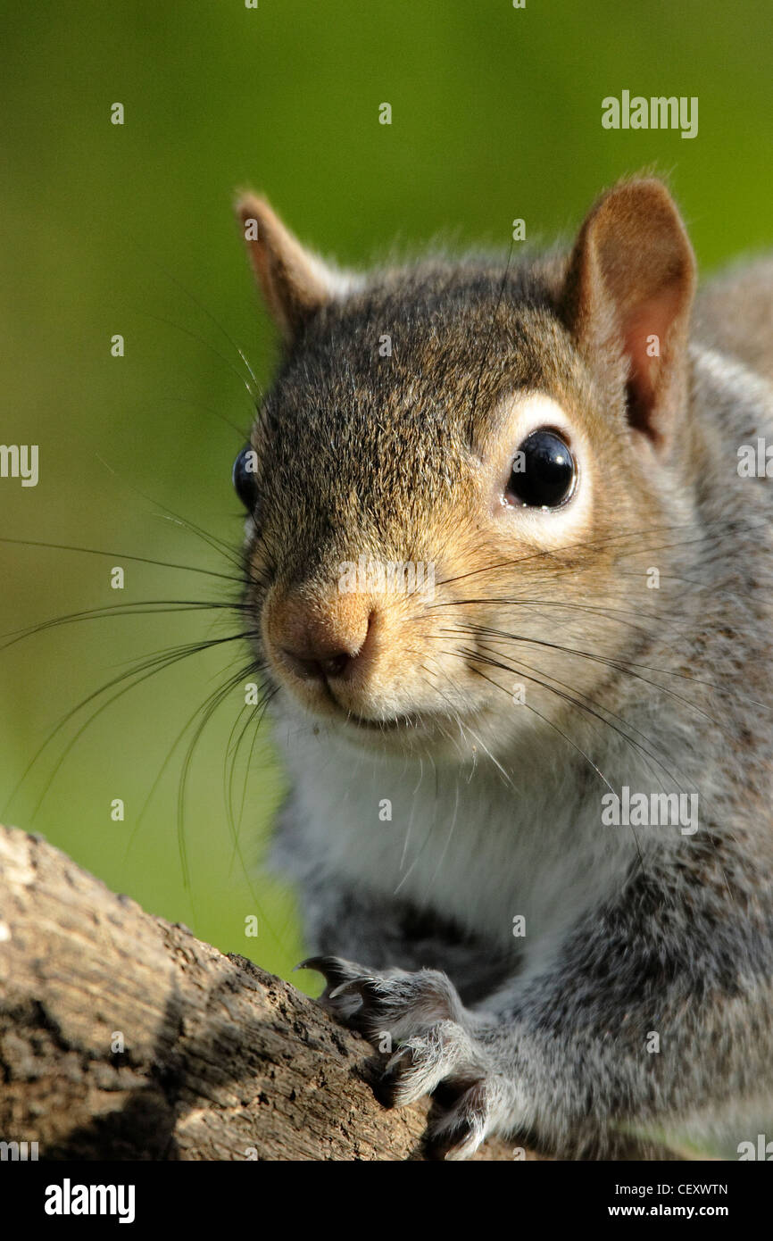 Un close up ritratto di uno scoiattolo grigio (Sciurus carolinensis) Foto Stock