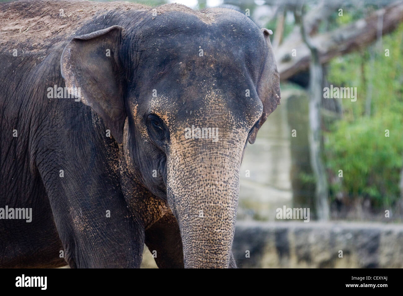 Elefante asiatico in cattività Elephas maximus Foto Stock