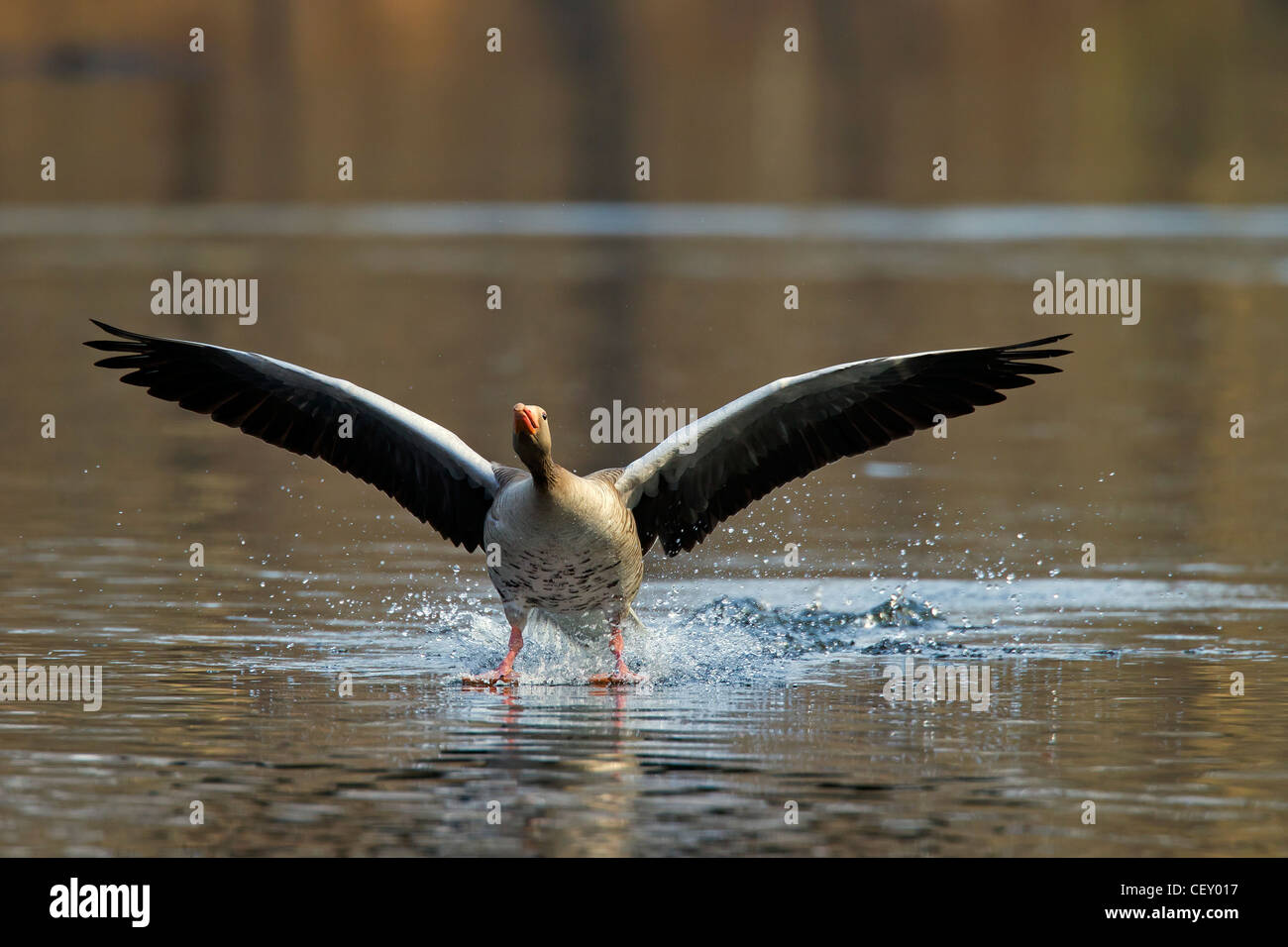 Oca Graylag / graylag goose (Anser anser) lo sbarco sul lago, Germania Foto Stock