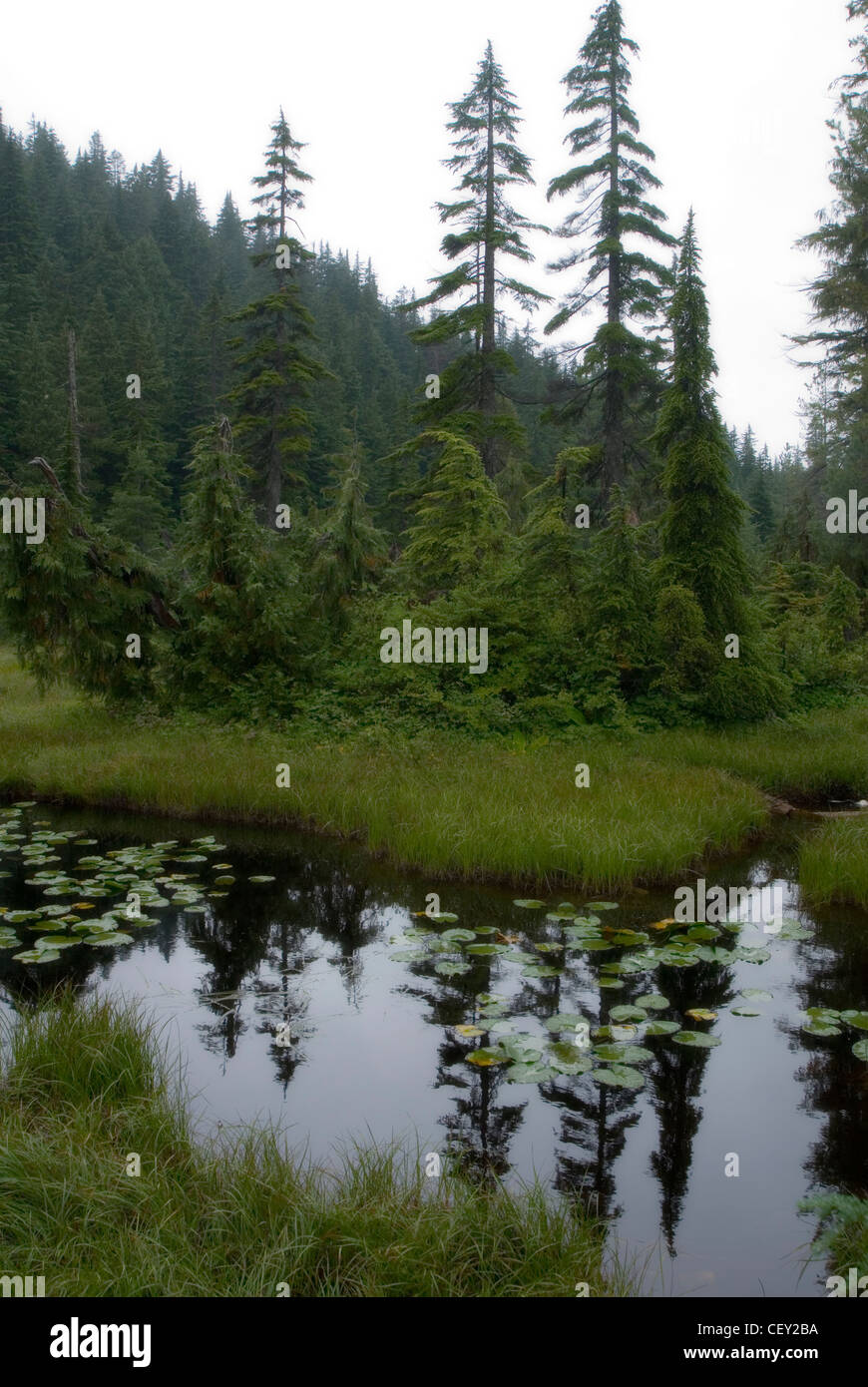 Riflessioni in uno stagno in una nebbiosa costiero della foresta di pioggia, British Columbia Foto Stock