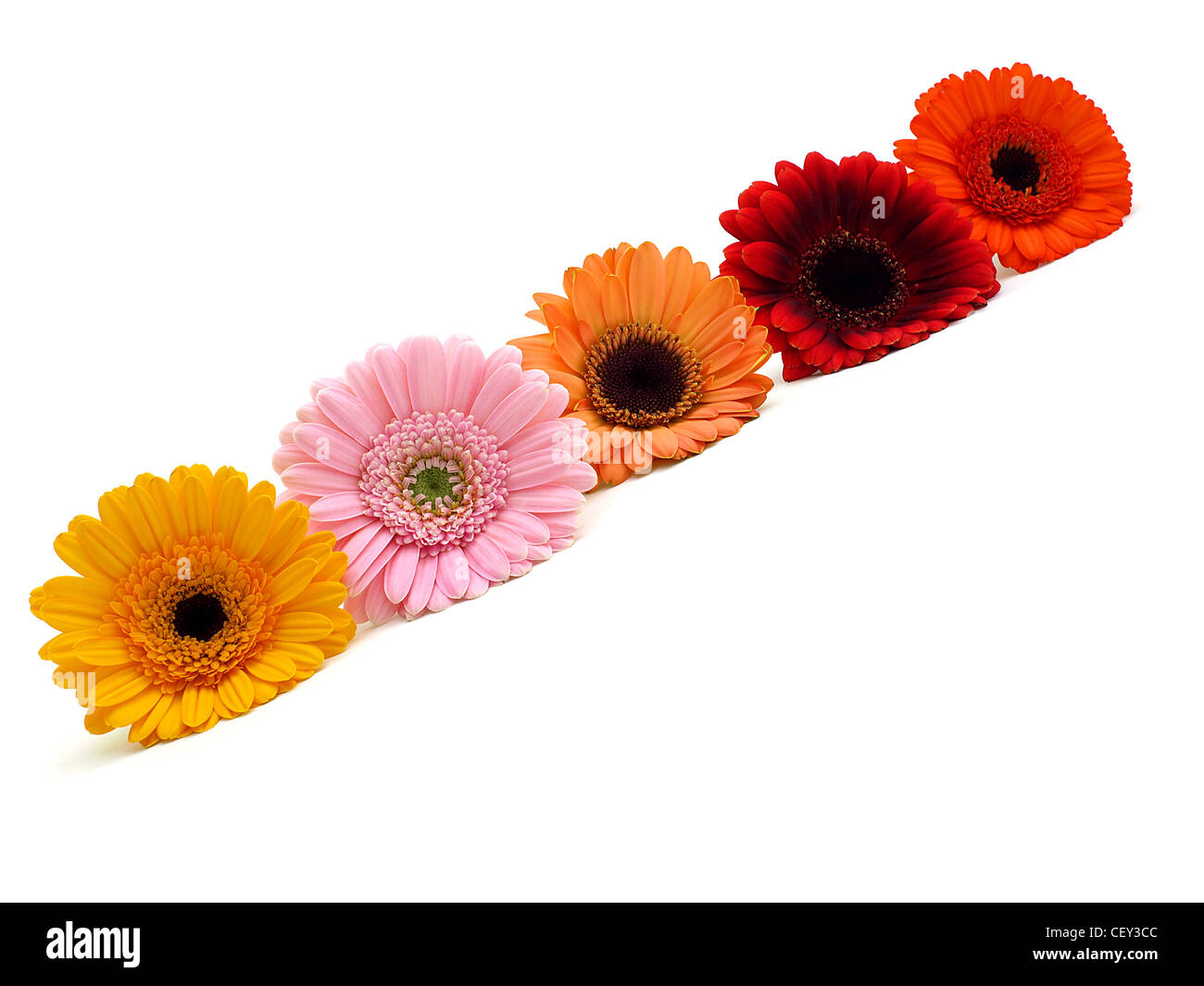 Fiori del Gerbera Foto Stock