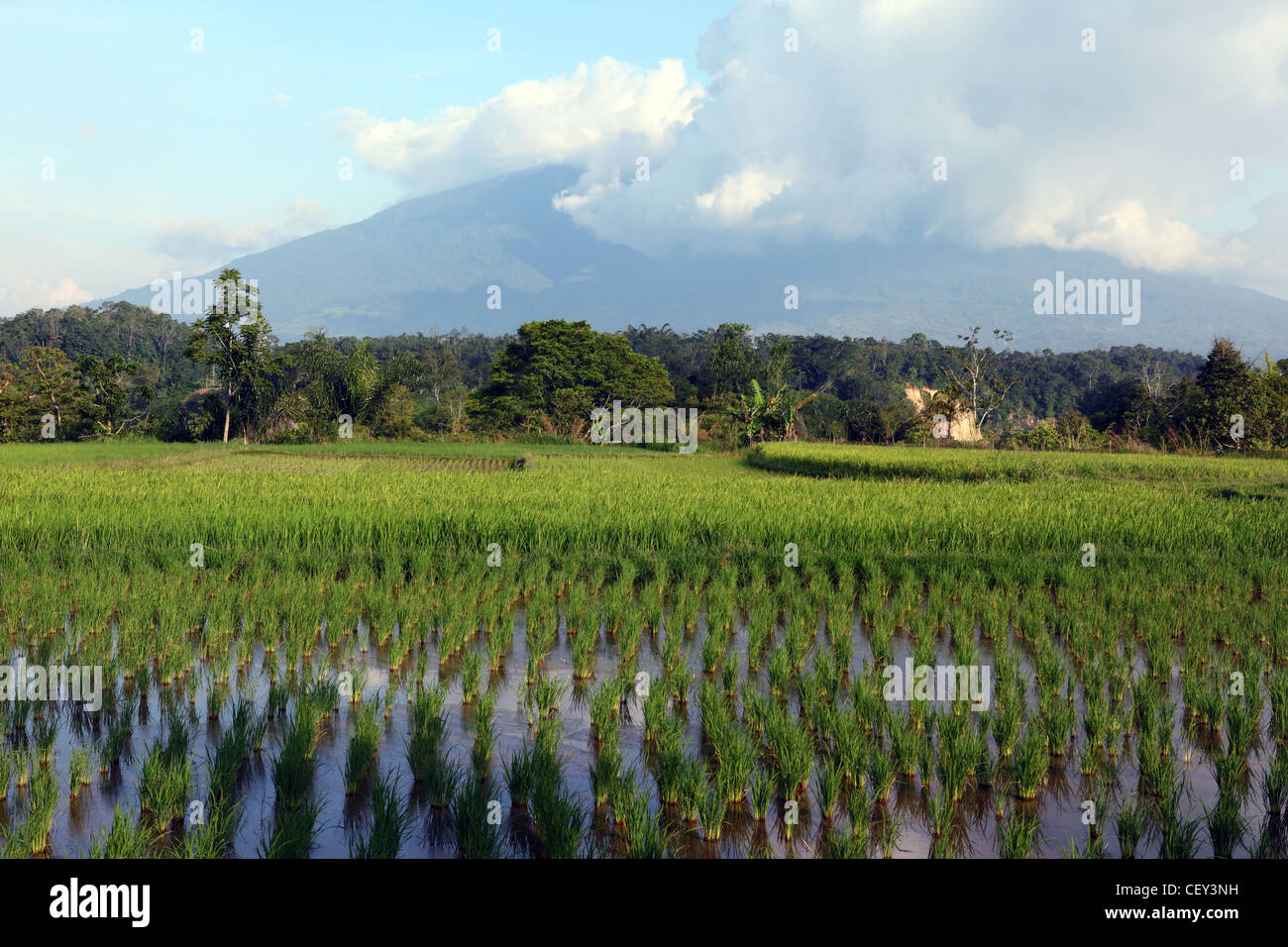 I campi di riso in Koto Gadang con il Monte Merapi in background. Bukittinggi, a ovest di Sumatra, Indonesia, Asia sud-orientale, Asia Foto Stock