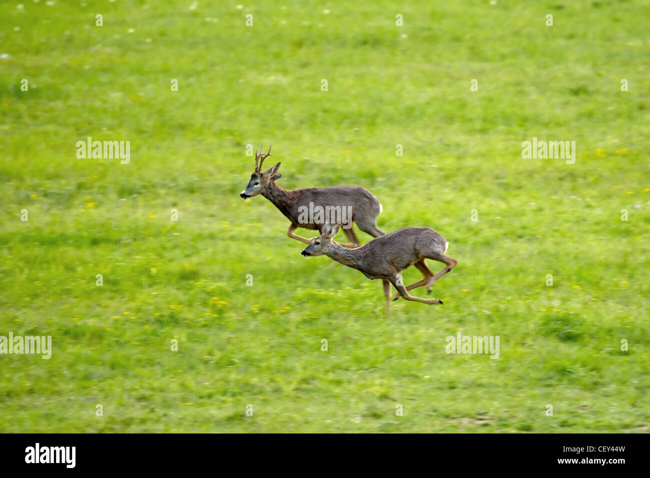 Esecuzione di caprioli in esecuzione su una molla verde erba Foto Stock
