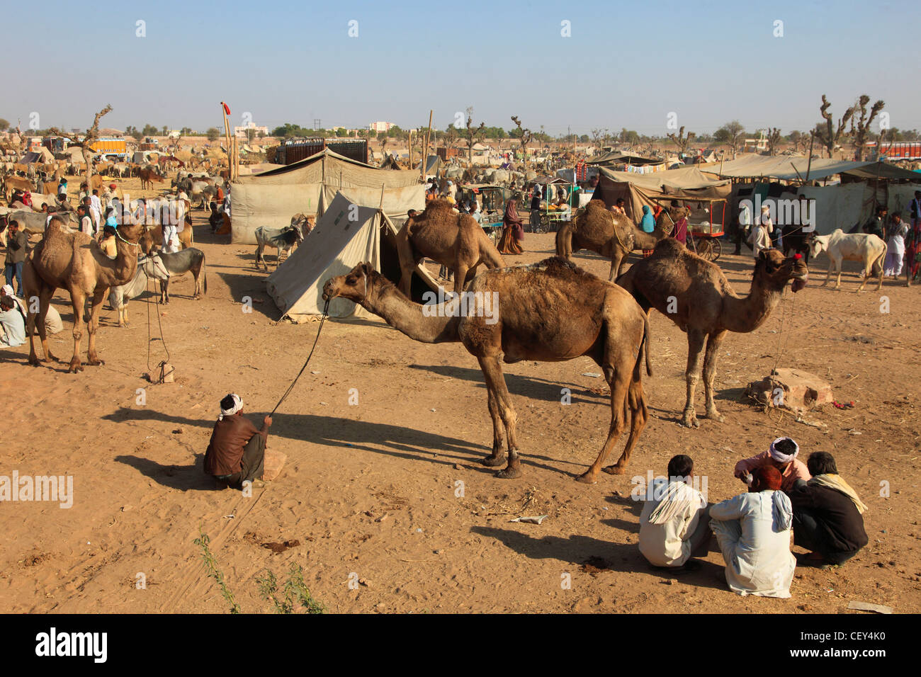 India Rajasthan, Nagaur, equo, vista generale, cammelli, persone Foto Stock