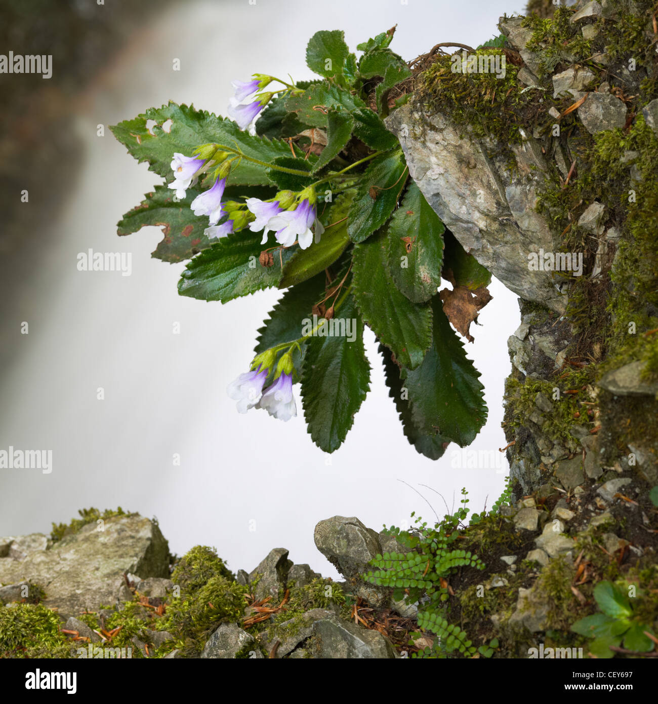 Fiori di alta montagna silivriak fiore, endemica bulgaro Foto Stock