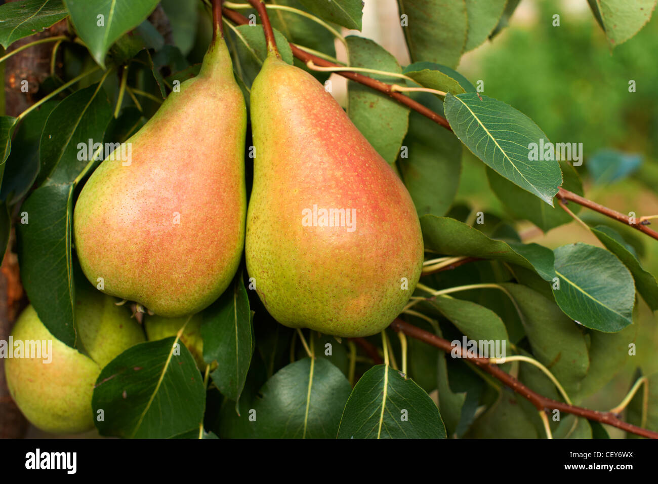 Mazzetto di pere mature sul ramo di albero Foto Stock