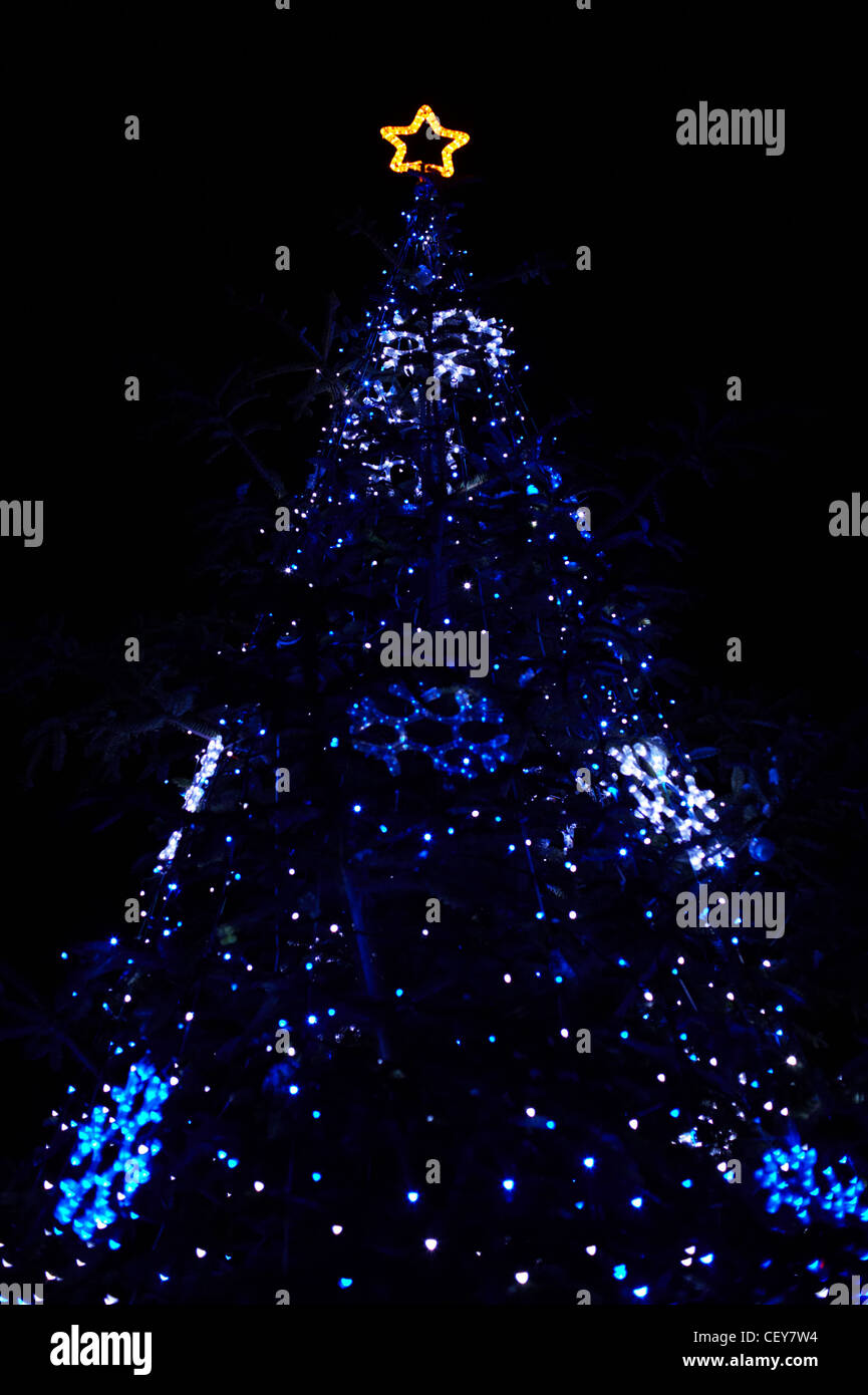 Albero di Natale vero con luci blu e stella nella parte superiore Foto Stock