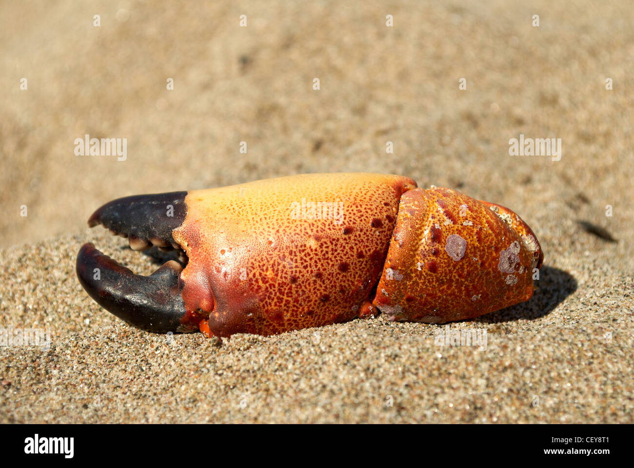 Pinze di un granchio morto sulla spiaggia di sabbia Foto Stock