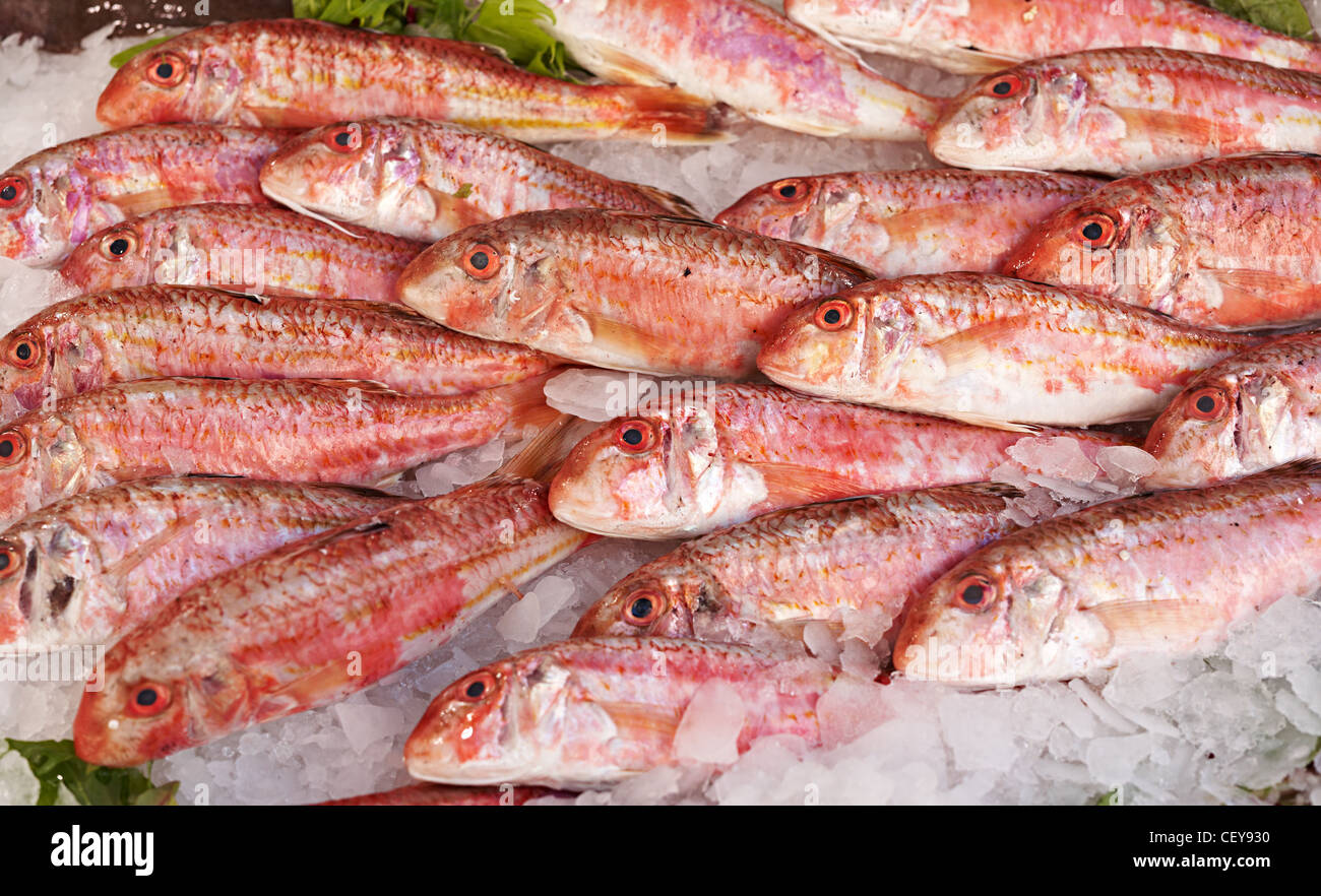 Fresh scoglio Triglia di scoglio o triglia di fango per la vendita sul  mercato del pesce di Marsiglia, Francia del Mediterraneo Foto stock - Alamy