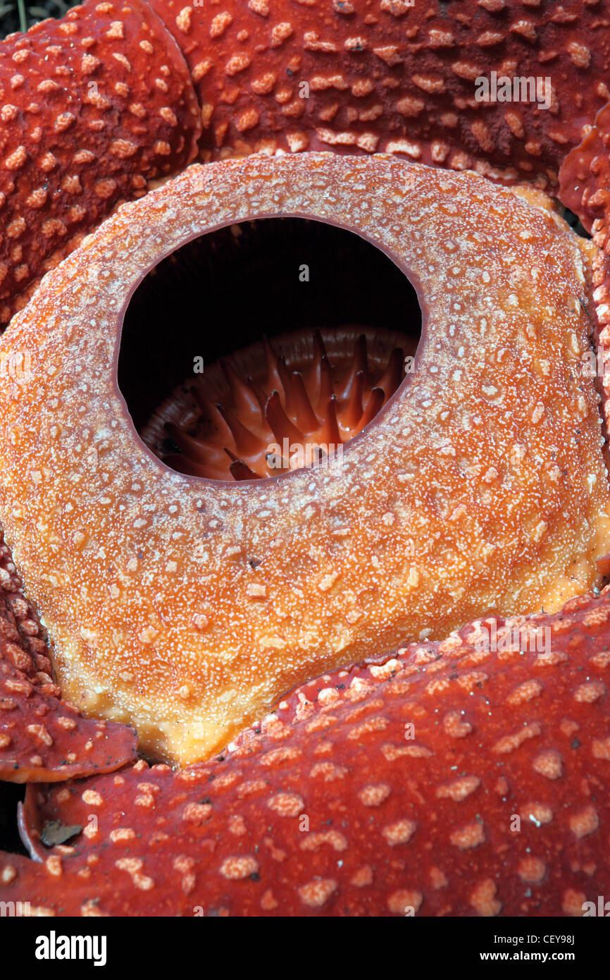 Rafflesia (Rafflesia arnoldii) fiore, una pianta parassita vivono sul vitigno Tetrastigma. Bukittinggi, a ovest di Sumatra, Indonesia Foto Stock