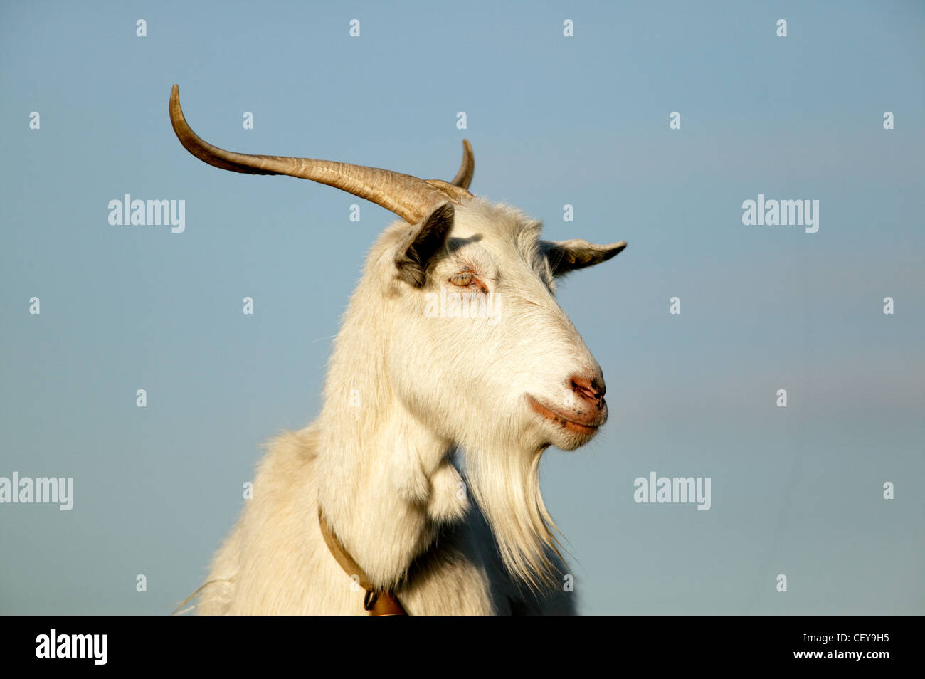 Ritratto di una capra cornuta al tramonto Foto Stock