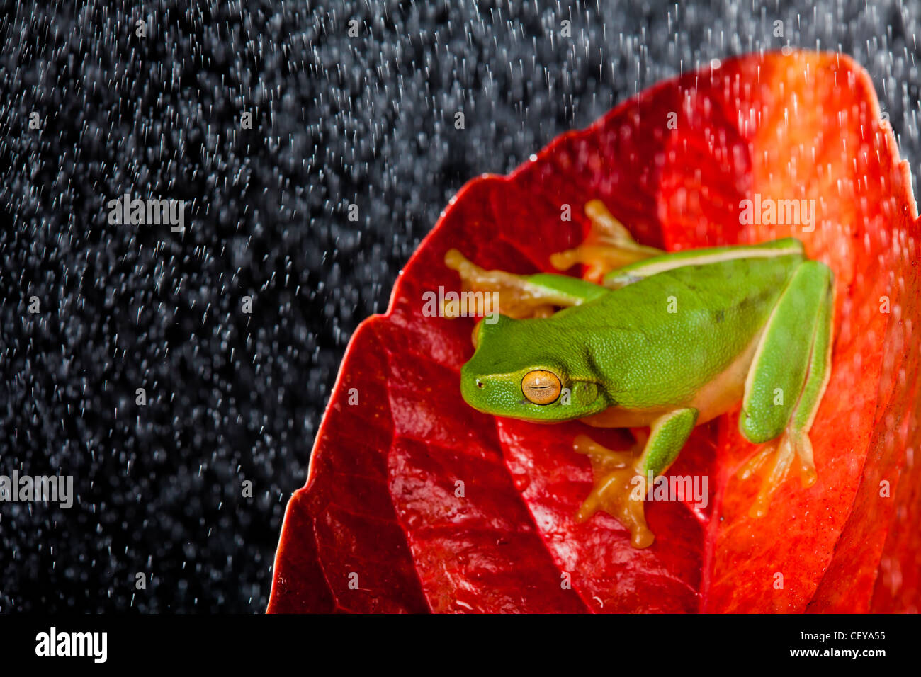 Poco ranocchio verde seduta sulla foglia rossa in caso di pioggia Foto Stock