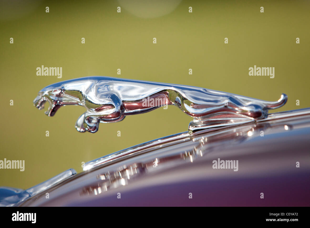 Una vista ravvicinata di te il cofano di un classico della Jaguar auto a Goodwood Foto Stock