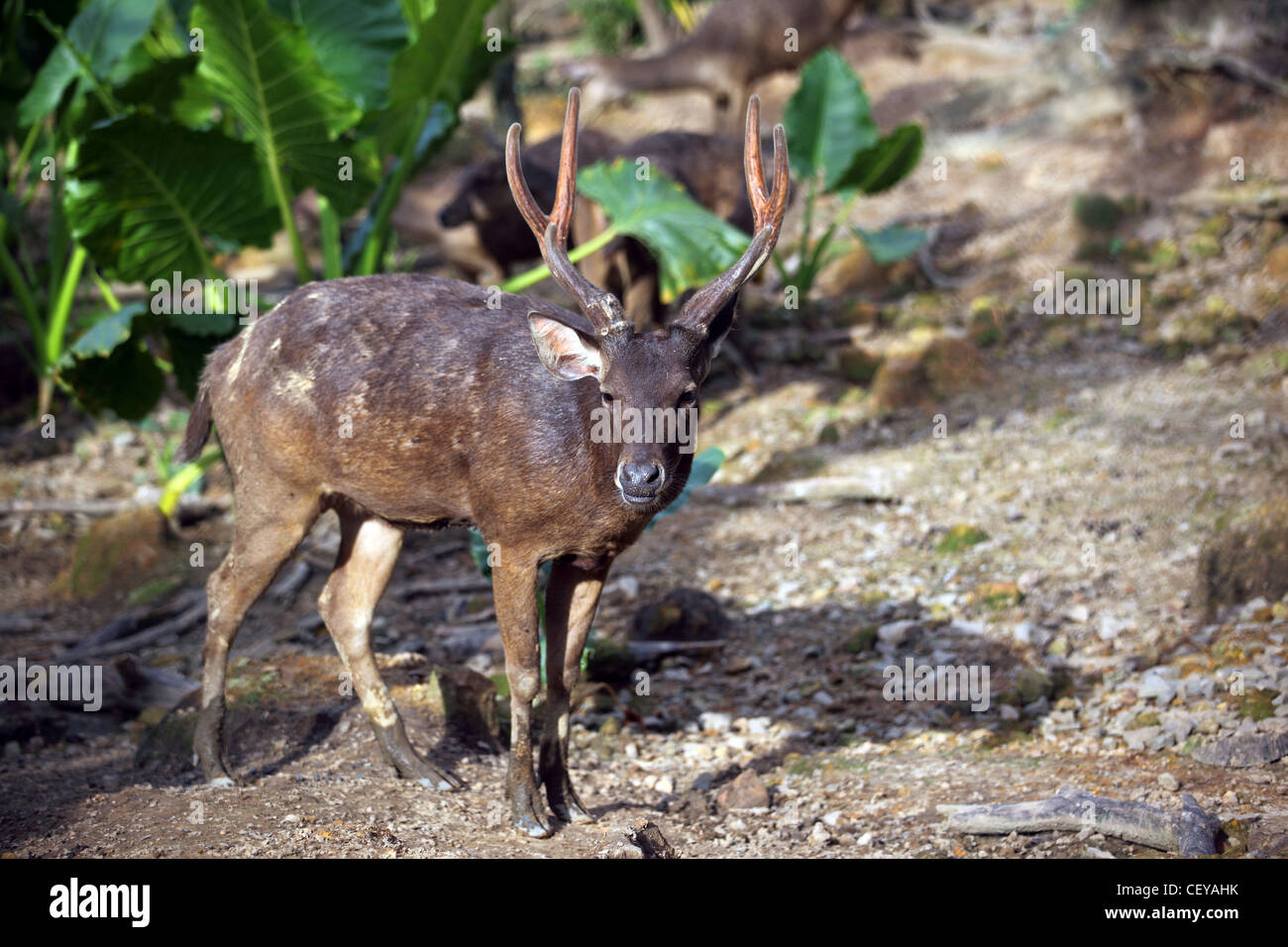 Java cervi di Lok Kawi Wildlife Park. Kota Kinabalu, Sabah Borneo, Malaysia, Asia sudorientale, Asia Foto Stock