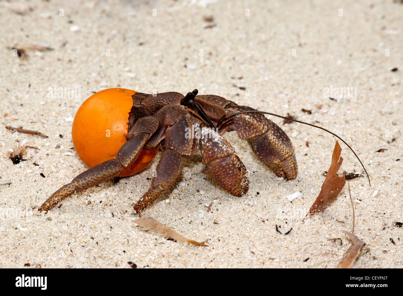 Questo granchio eremita, variabilis, utilizza una tabella di colore arancione palla da tennis come un guscio protettivo invece del solito mollusco shell Foto Stock