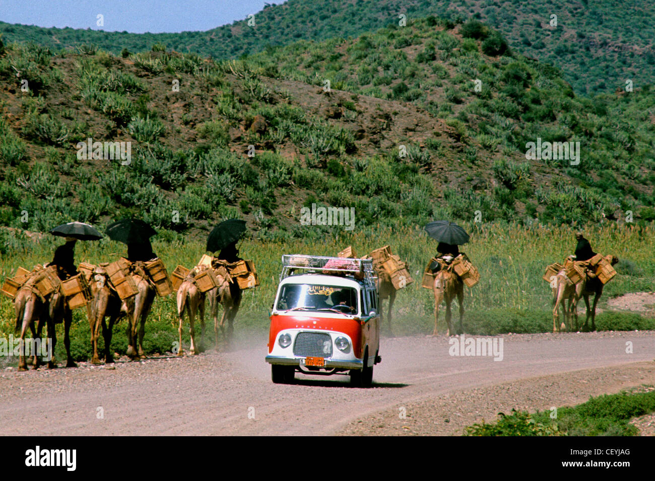 Strada yemenita. Il trasporto. I cammelli con laden Borse sottosella loro piloti protetti da sole e ombrelloni nero. Foto Stock