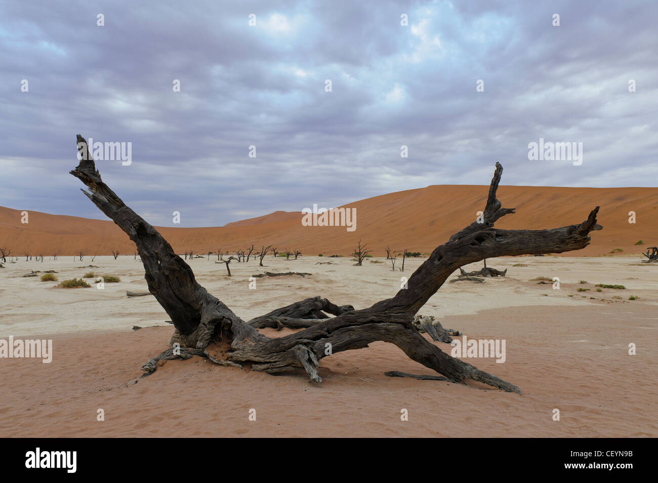 Deadvlei, l'argilla bianca pan vicino al Sossusvlei del Namib Naukluft Park. La Namibia. Foto Stock