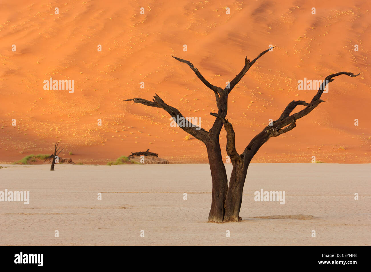 Deadvlei, l'argilla bianca pan vicino al Sossusvlei del Namib Naukluft Park. La Namibia. Foto Stock