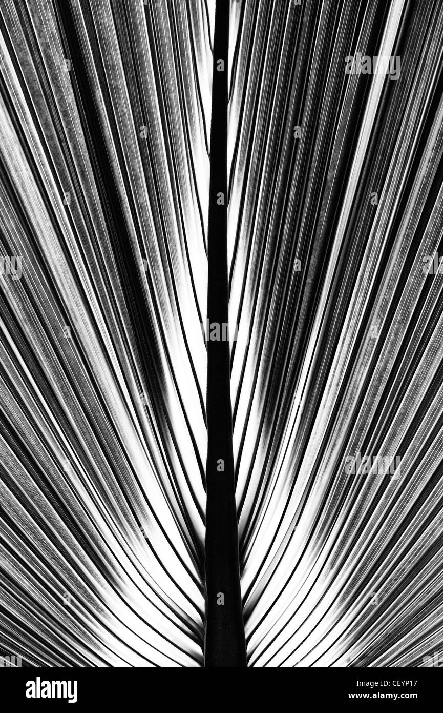 Bermuda Palmetto. Sabal bermudana. Bibby foglia d'albero. India. Monocromatico Foto Stock