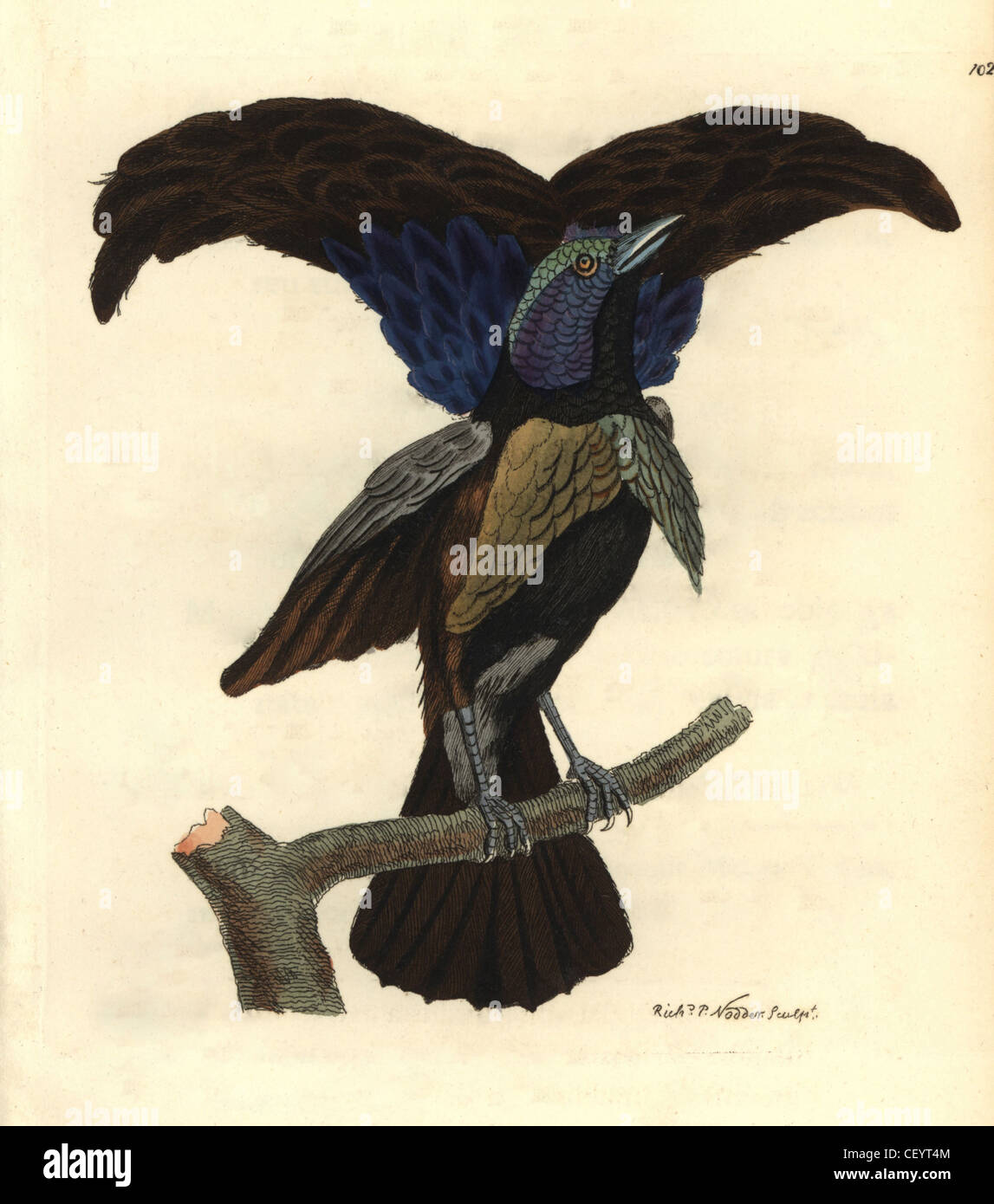 Superba degli uccelli del paradiso, Lophorina superba. Foto Stock