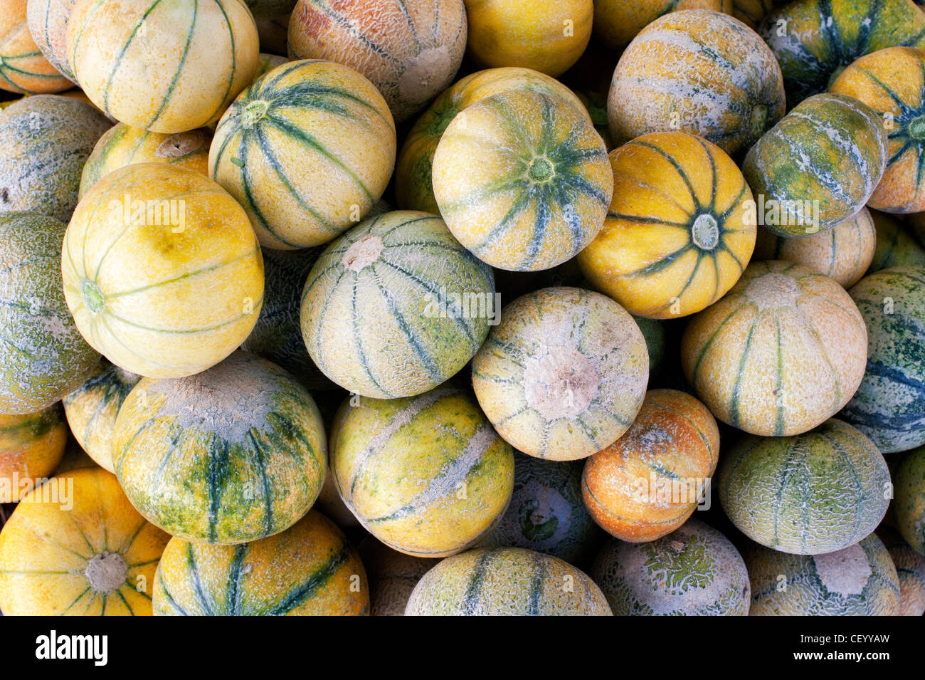 Meloni freschi per la vendita in un mercato indiano. Andhra Pradesh, India Foto Stock