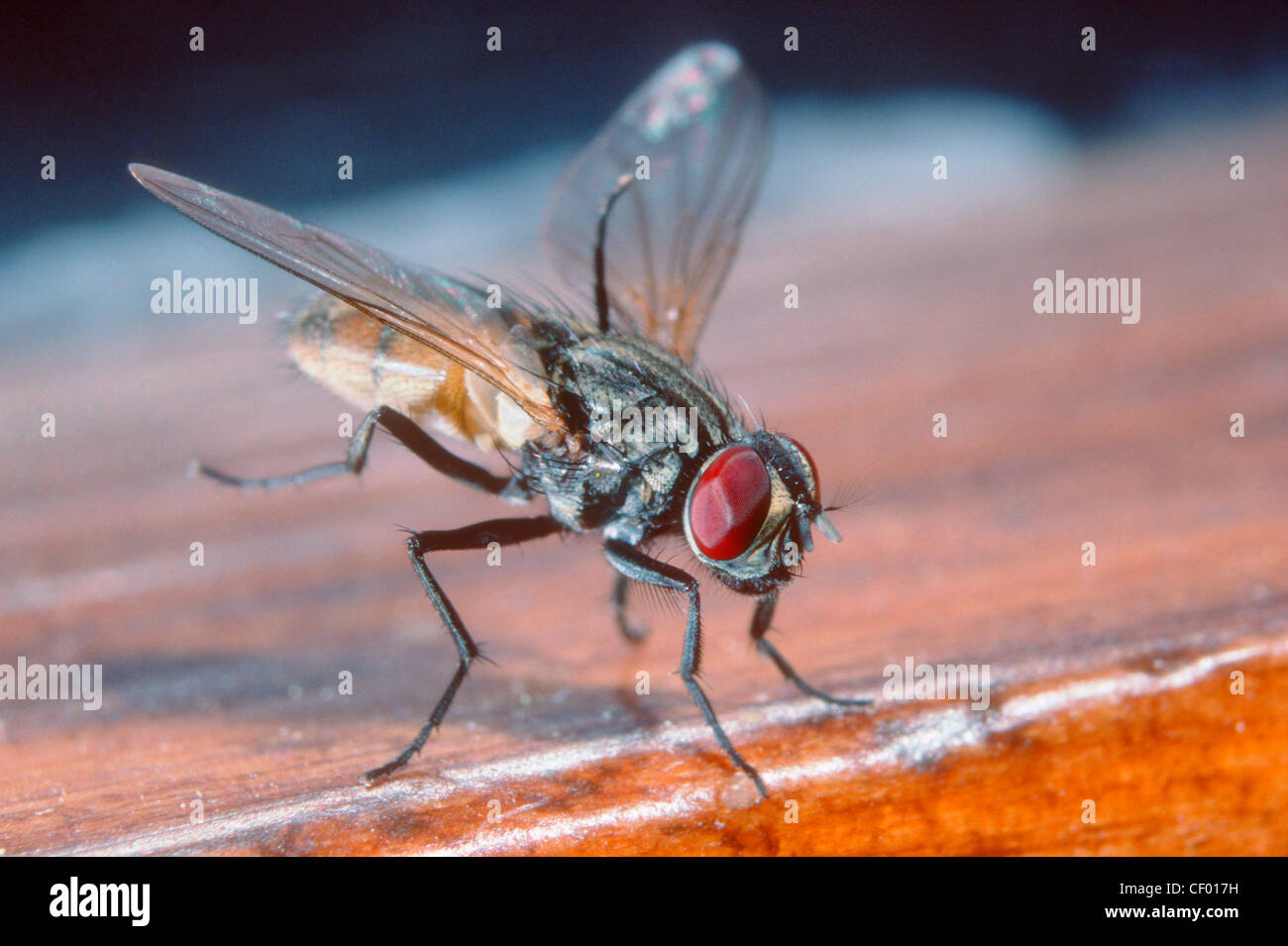 Casa Fly, Musca domestica. Il lavaggio e la pulizia dello stesso Foto Stock