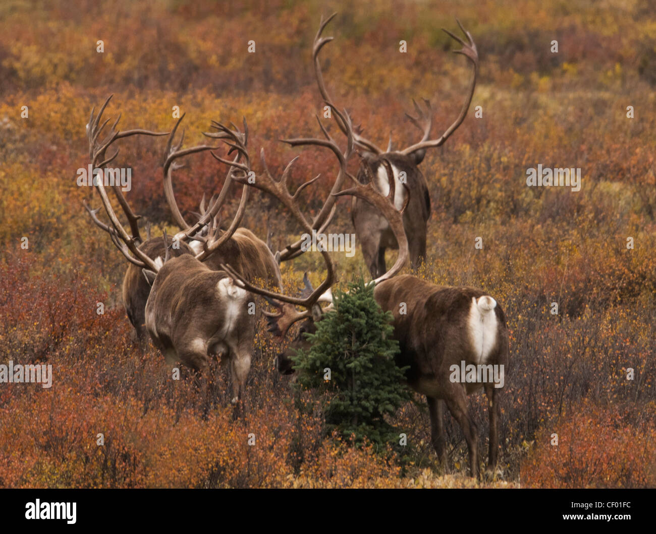Caribou tori (Rangifer tarandus) forma mandrie di laurea prima della caduta rut. Parco Nazionale di Denali, Alaska. Foto Stock