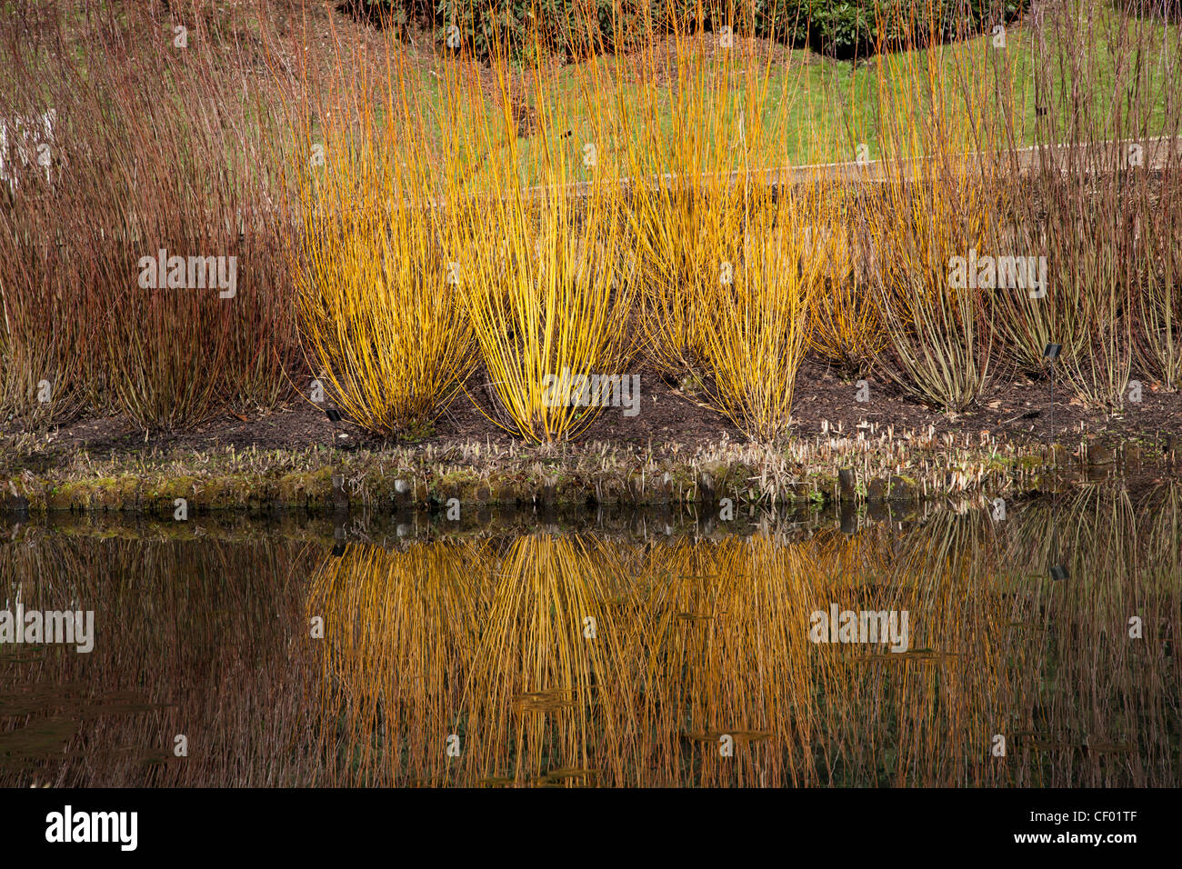 Cornus riflessioni a Wakehurst Sussex Foto Stock