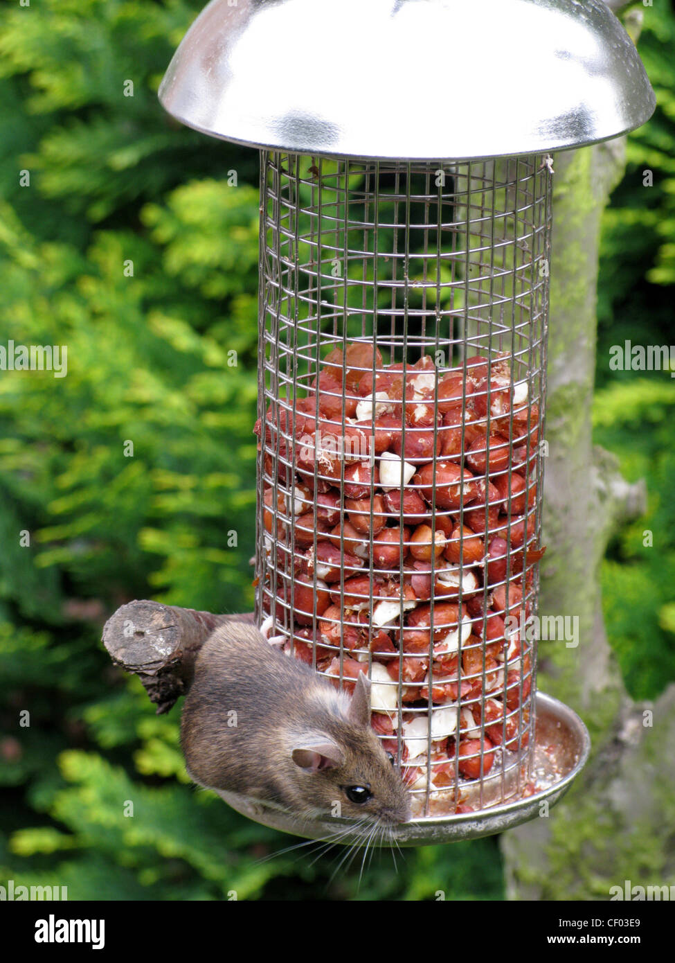 Casa comune mouse di mangiare da un alimentatore di arachidi per gli uccelli in un giardino Foto Stock