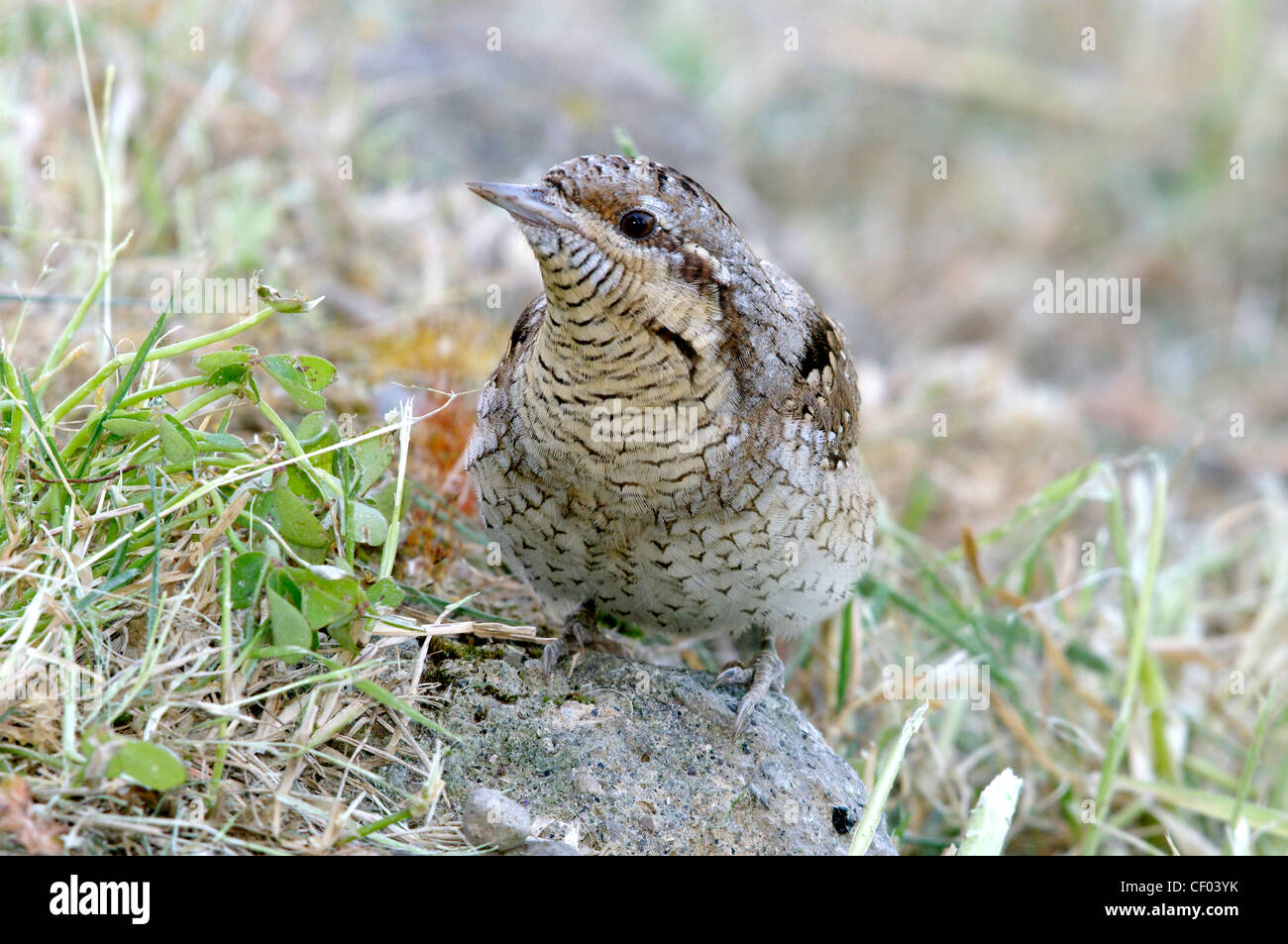 Spasmodico (Jynx torquilla) Foto Stock