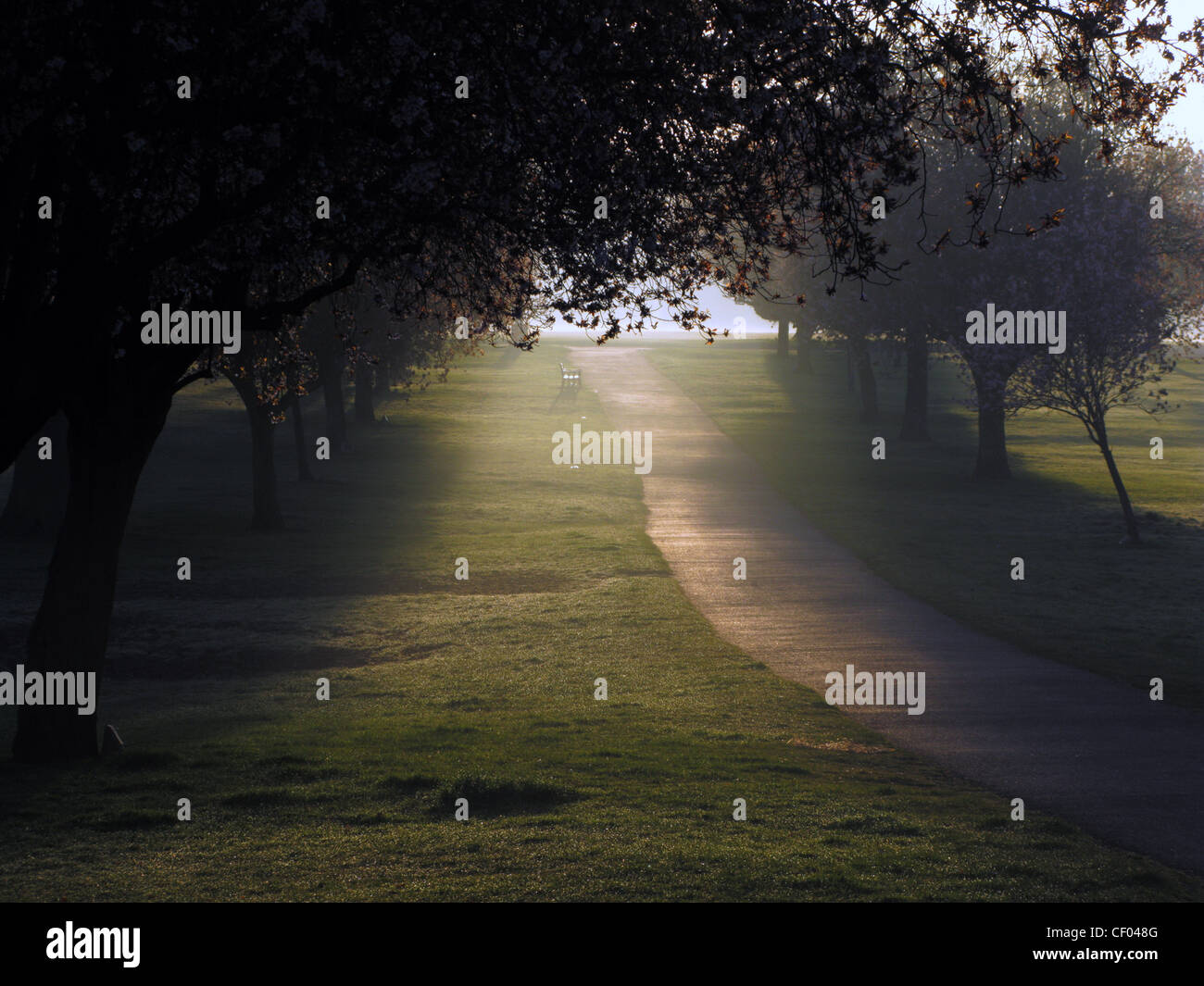 Sun attraverso gli alberi su un percorso presto in una nebbiosa mattina in autunno in War Memorial Park, Coventry Regno Unito. Foto Stock