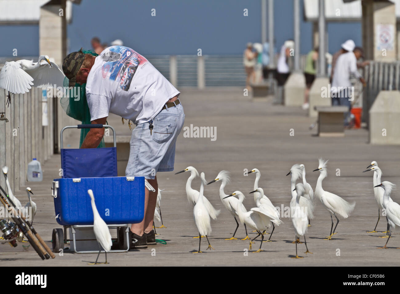 Fisherman circondato da garzette, Fort De Soto, Florida, Stati Uniti d'America Foto Stock