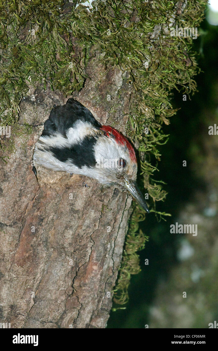 Medio macchie Picchio (Dendrocopos medius), Adulto lasciando nido, Abruzzo, Italia Foto Stock