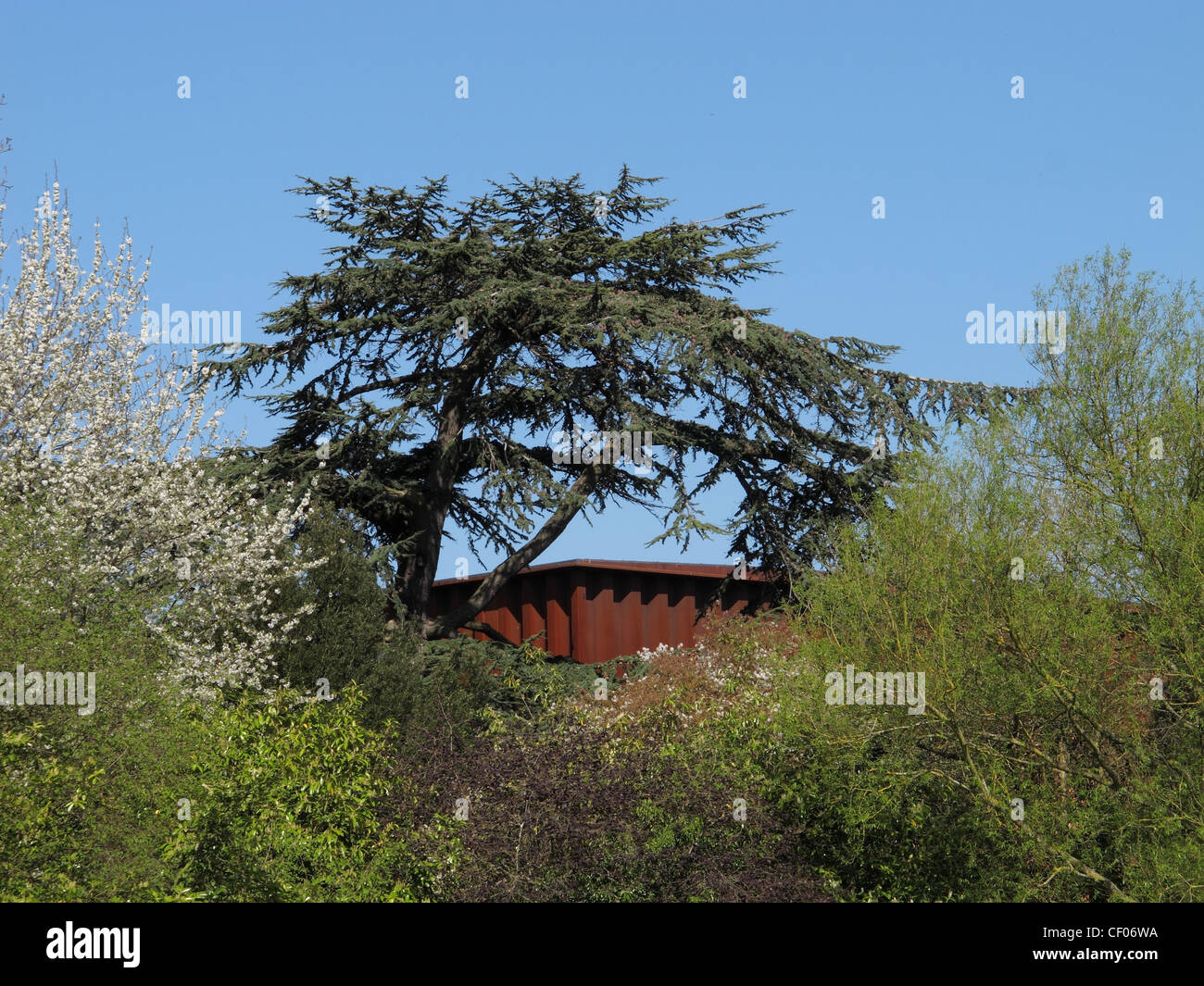 Tetto del Courtyard Theatre, (il capannone arrugginito) Stratford upon Avon, Warwickshire, mostra tra i rami di un albero di cedro. Foto Stock