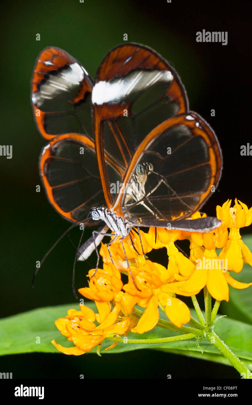 Farfalle Clearwing alimentare Foto Stock