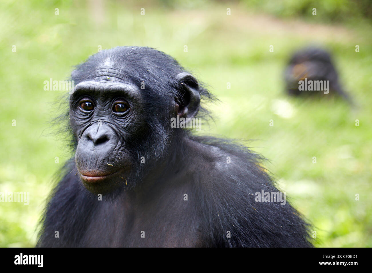 Bonobo (Pan paniscus), Repubblica Democratica del Congo, Africa Foto Stock