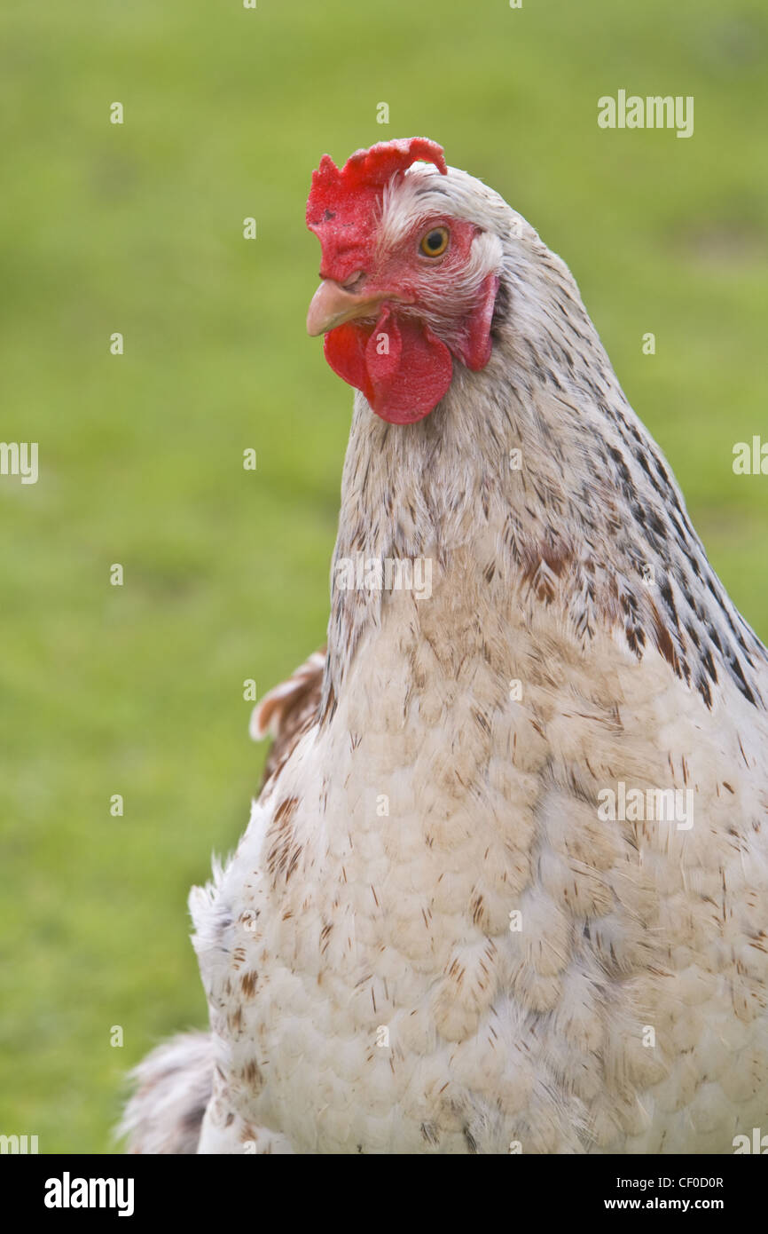 Close-up immagine di un gallo contro un verde sfondo sfocato. Foto Stock