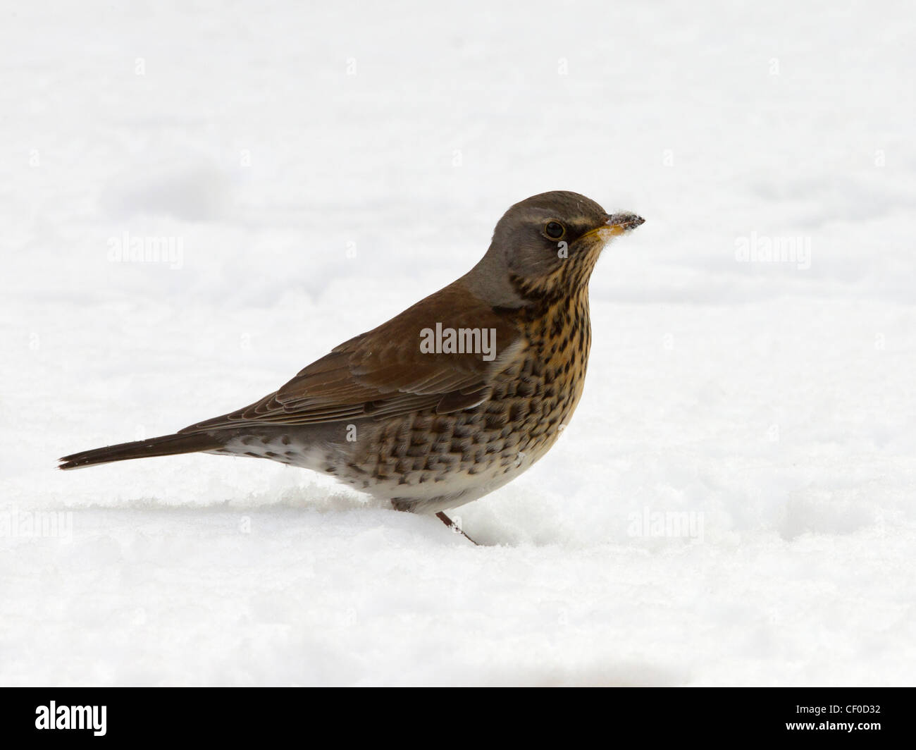 Allodole Cesene Beccacce in neve in giardino Foto Stock