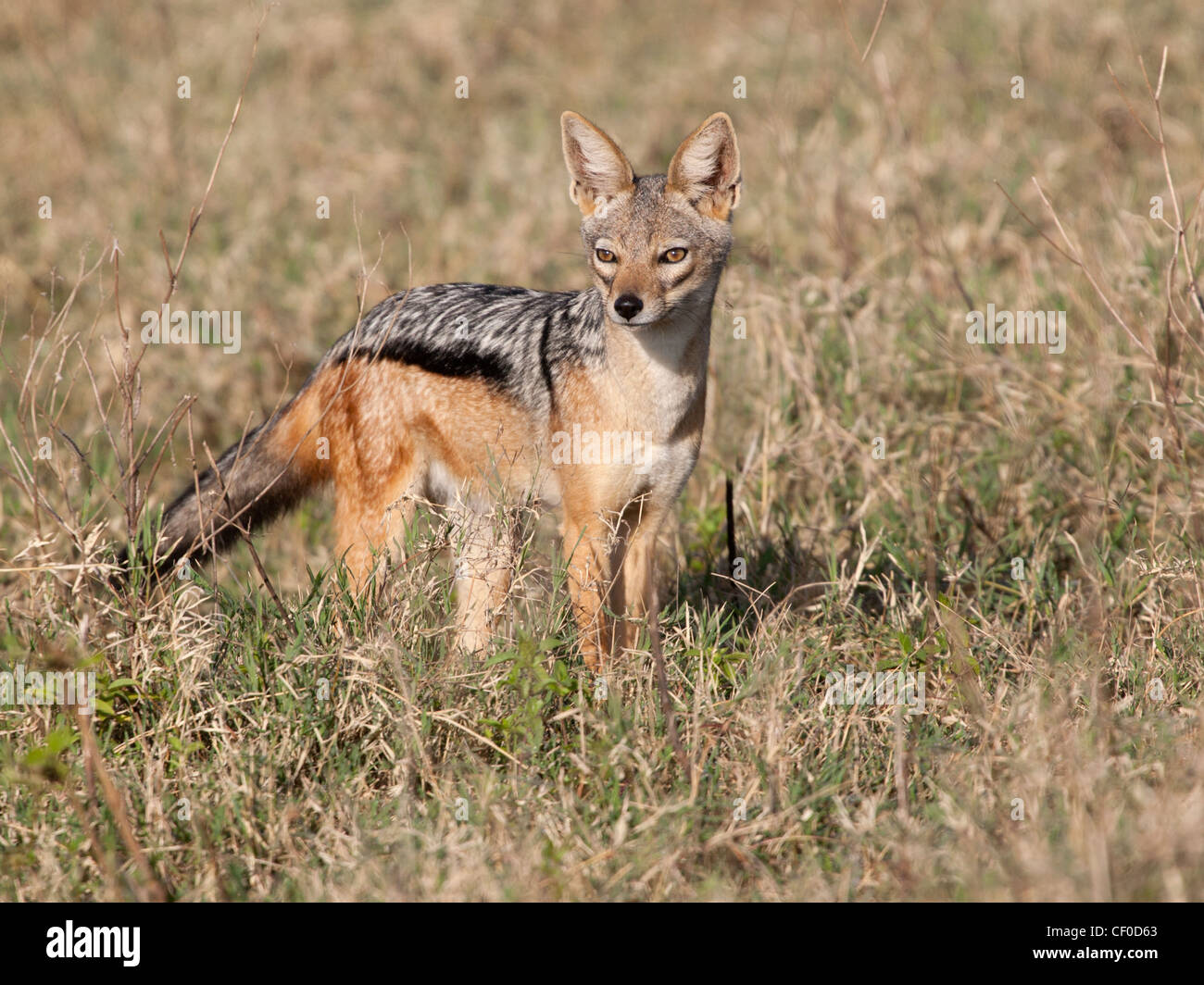 Nero-backed jackal, Serengeti Foto Stock