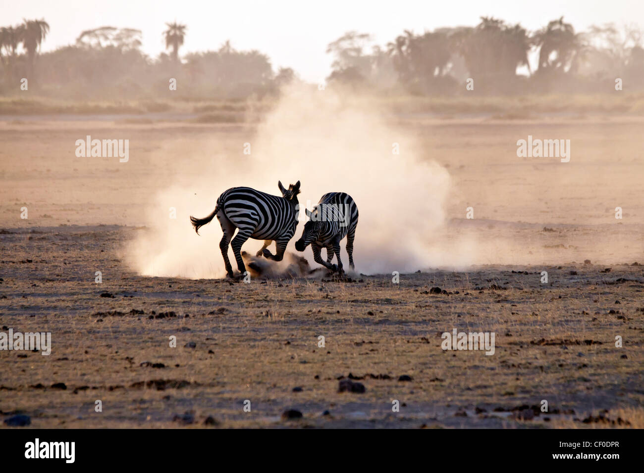 zebre di combattimento Foto Stock