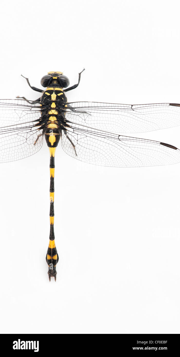 Ictinogomphus rapax . Indian clubtail dragonfly su sfondo bianco Foto Stock