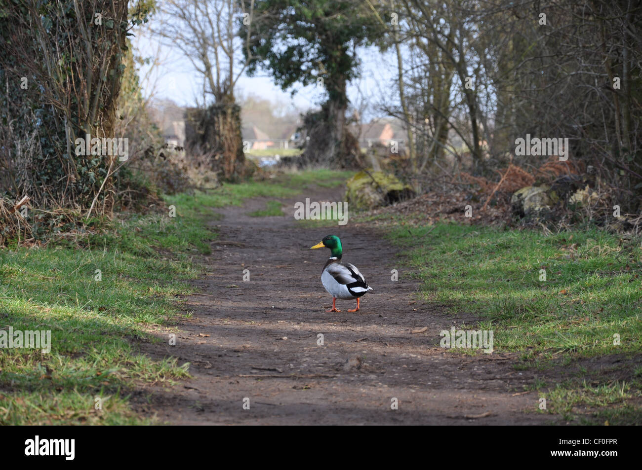 Lunga strada da percorrere Foto Stock