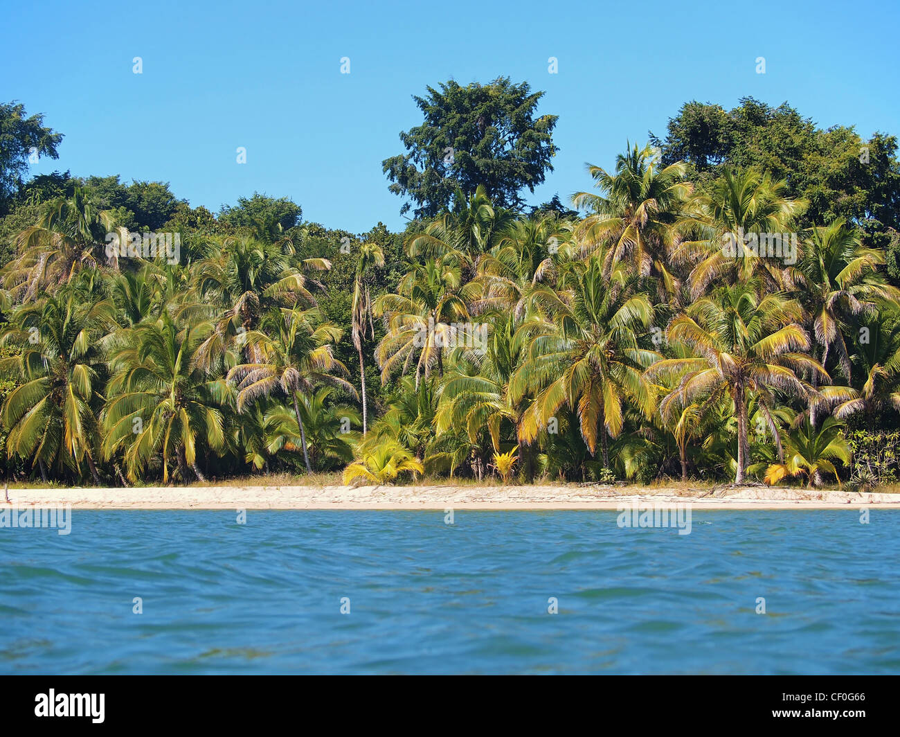 Caraibi lungomare con palme di cocco, Messico Foto Stock