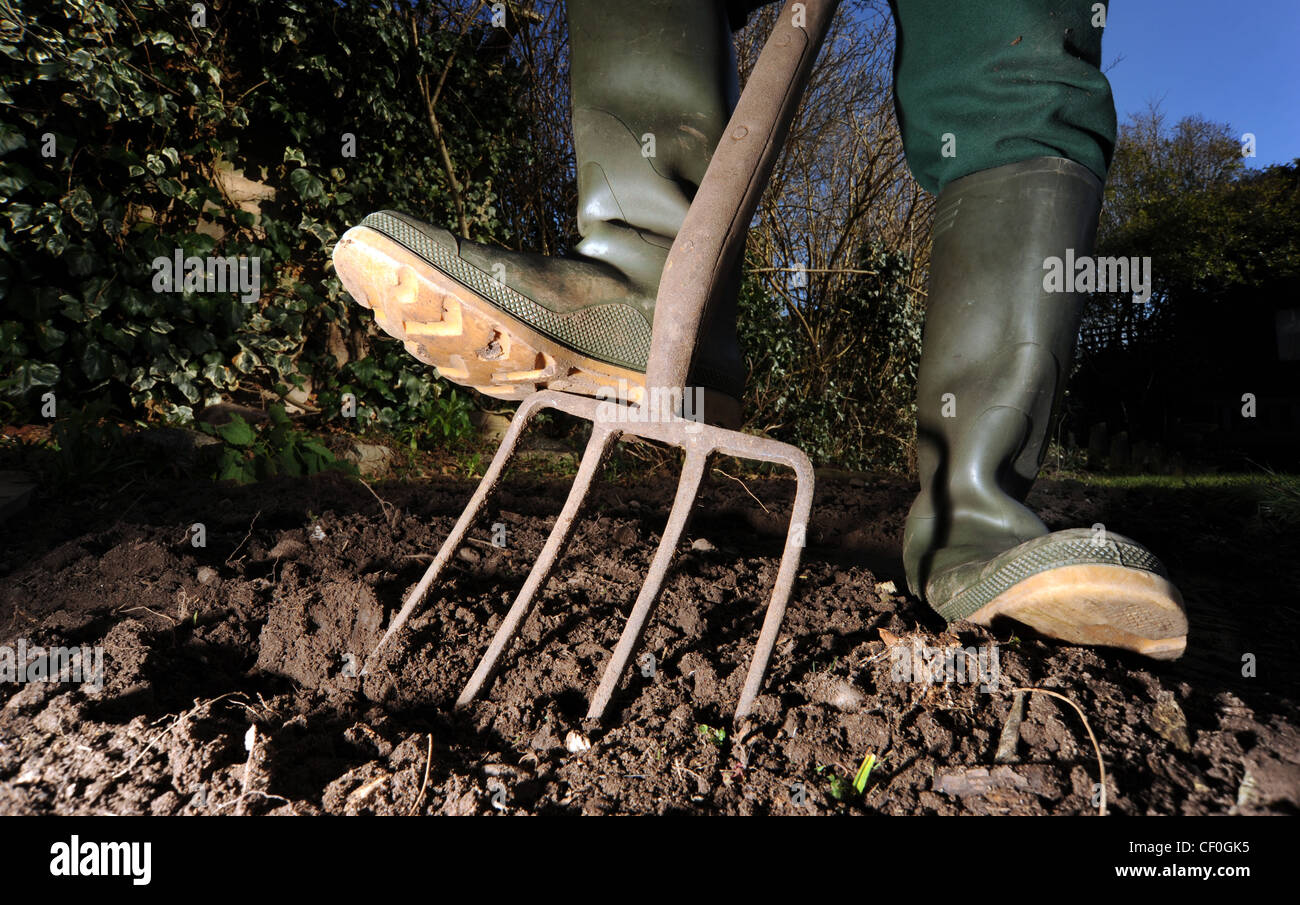 Il Giardiniere di scavare nel terreno con giardino forcella di indossare gli stivali da pioggia ri giardinaggio piante crescenti VEG verdura crescono il proprio regno unito Foto Stock