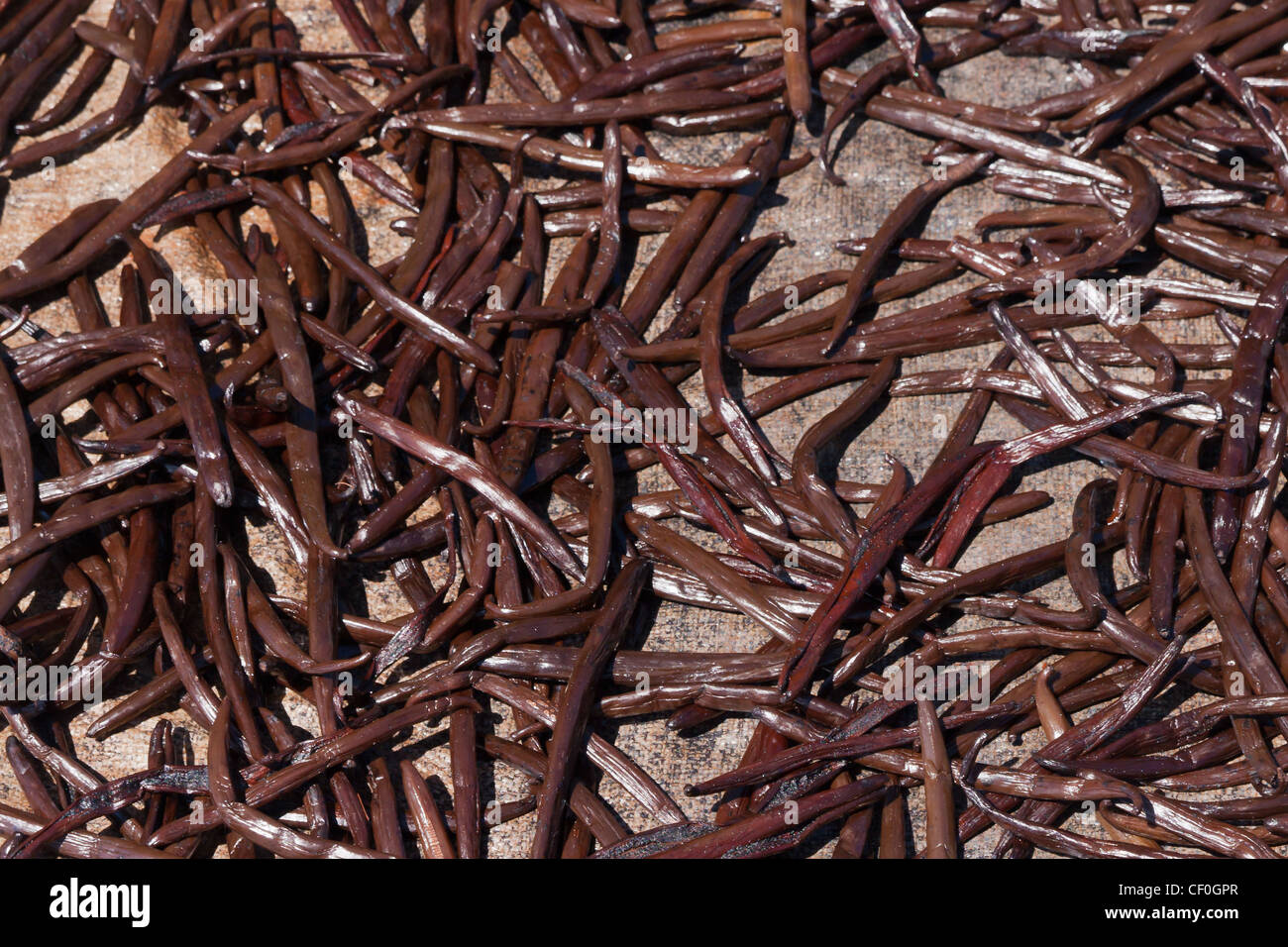 Asciugando la vaniglia in una fabbrica di Antalaha, est del Madagascar Foto Stock