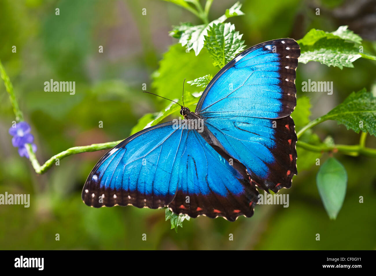 Un adulto Blue Morpho basking Foto Stock