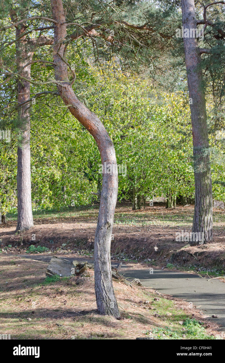 Un insolitamente curvato tronco di un pino silvestre tree confinanti con un percorso nel cimitero di Wymondham, Norfolk, East Anglia, Inghilterra, Regno Unito. Foto Stock