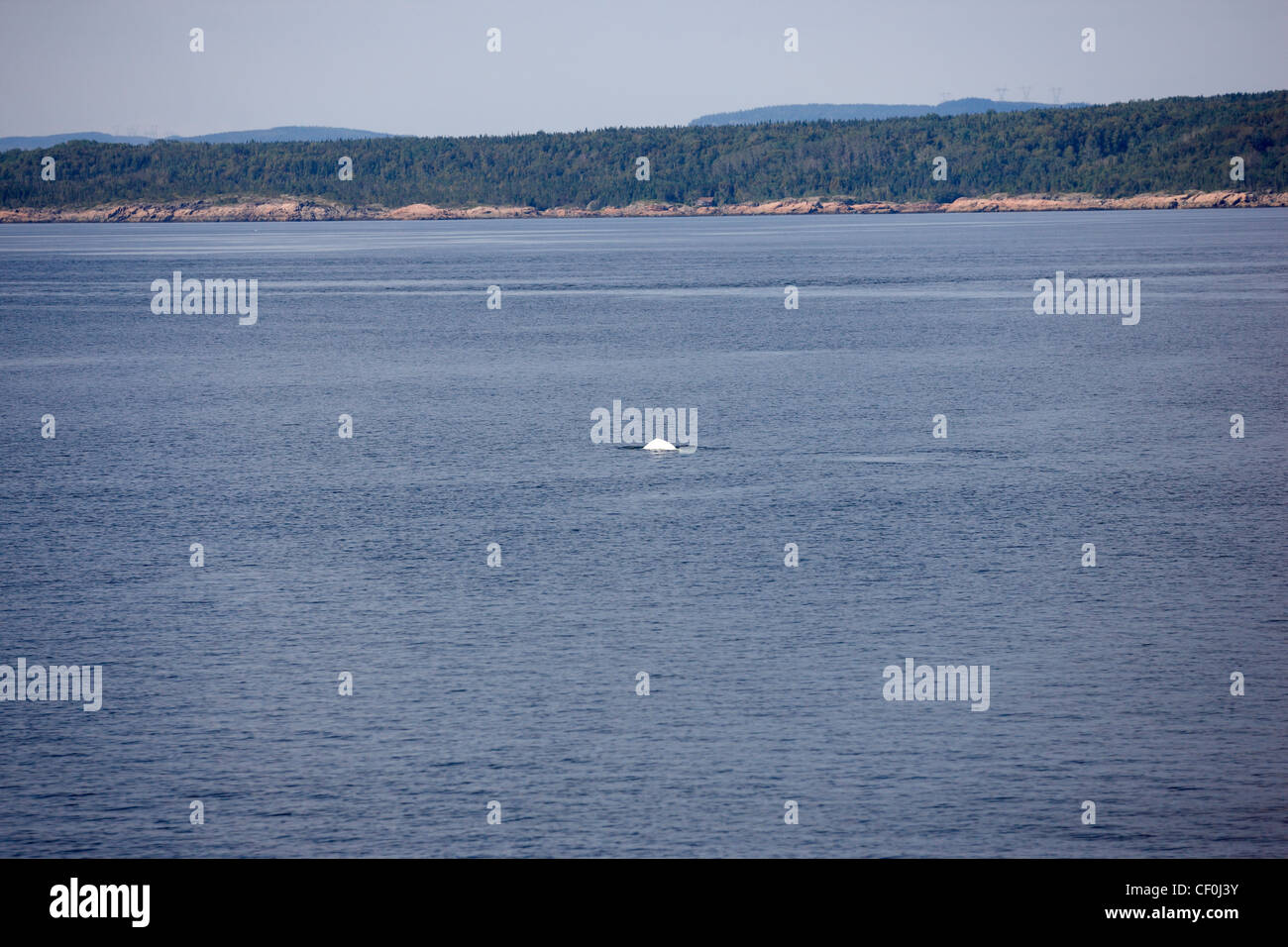 Il Beluga Whale (Delphinapterus leucas), il fiume San Lorenzo, Quebec, Canada Foto Stock