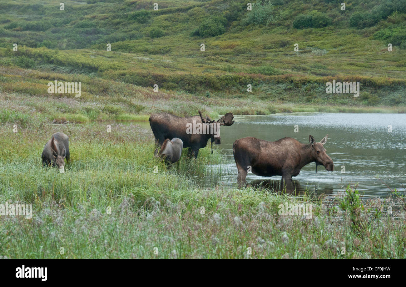 Alci (Alces alces) Bull, mucca e 1° anno di alimentazione dei vitelli in ed intorno a un laghetto nel Parco Nazionale di Denali, Alaska. Foto Stock